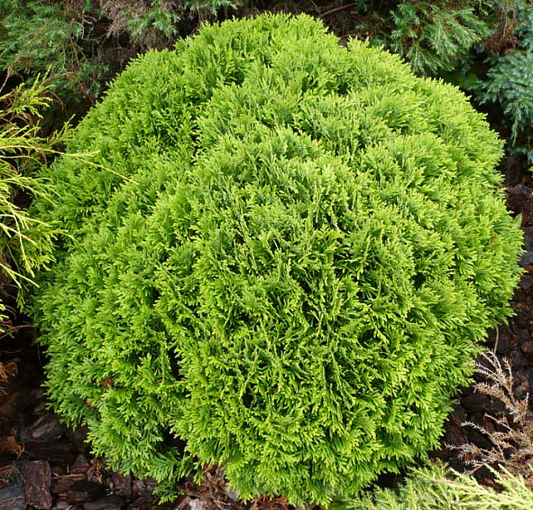 Туя западная 'Даника'