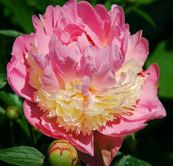 Пион Сорбет (Sorbet)