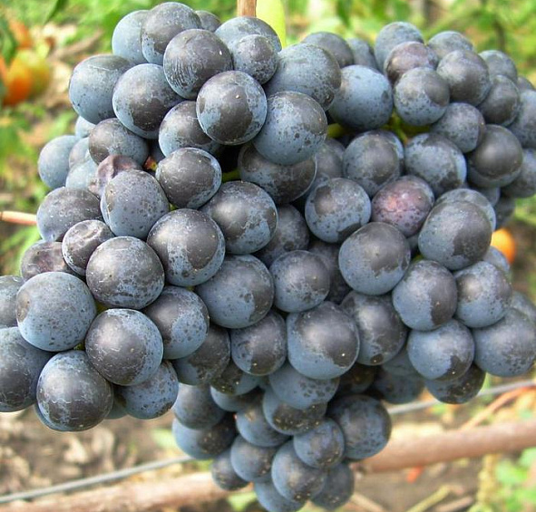 Виноград Памяти Домбковской