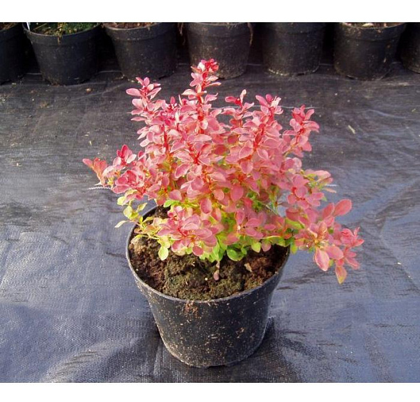 Барбарис Тунберга 'Адмирейшн'