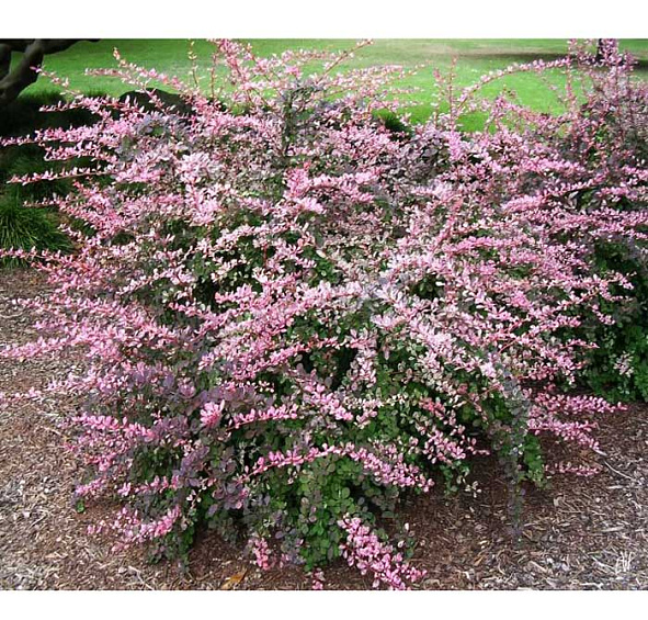 Барбарис Тунберга 'Пинк Куин'