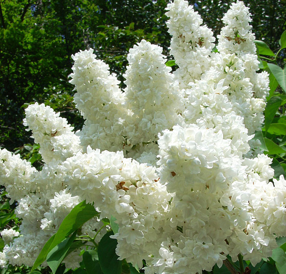 Сирень обыкновенная 'Мадам Лемуан' (белая)