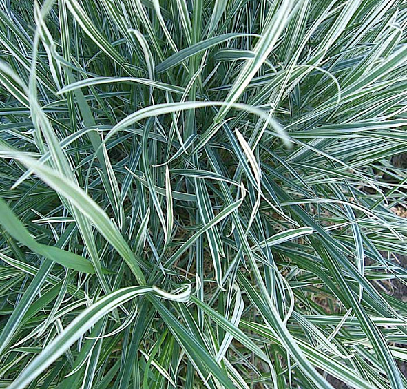 Райграйс бульбоносный