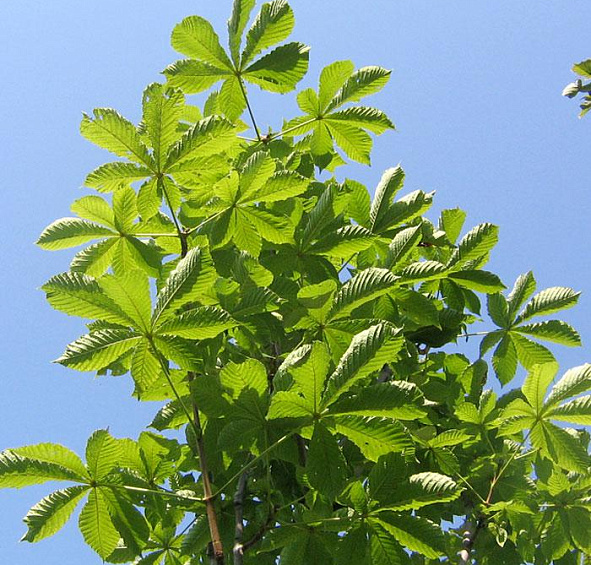 Каштан конский 'Баумани'