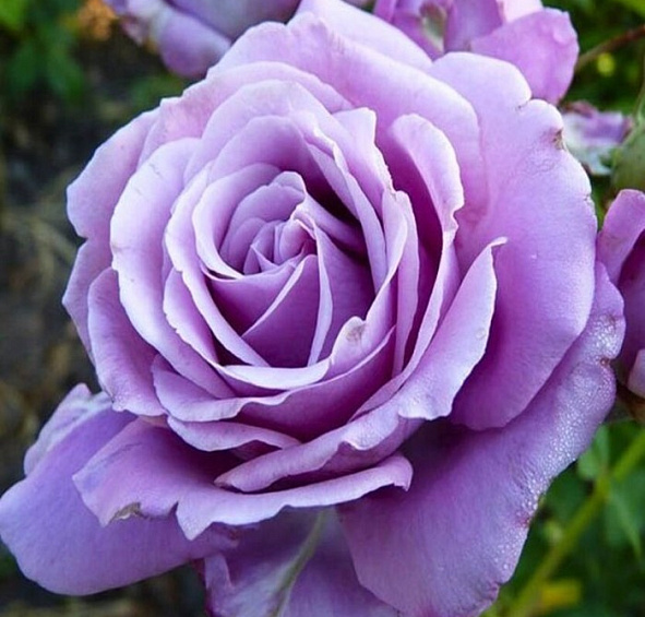 Роза 'Индиголета' (плетистая) (фиолетовая светлая)