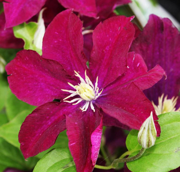 Клематис 'Варшавска Найк'