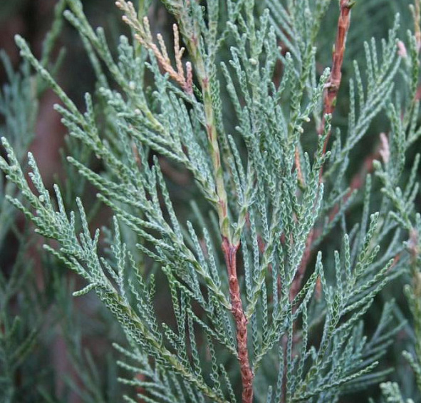 Можжевельник скальный 'Скайрокет'