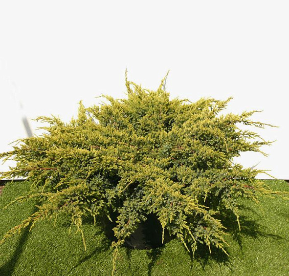 Можжевельник чешуйчатый 'Холгер'