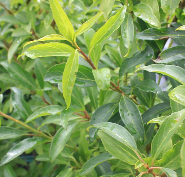 Форзиция промежуточная (средняя) 'Уик-Энд'