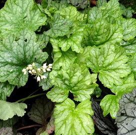 Гейхера гибридная 'Кира Грин Ти'