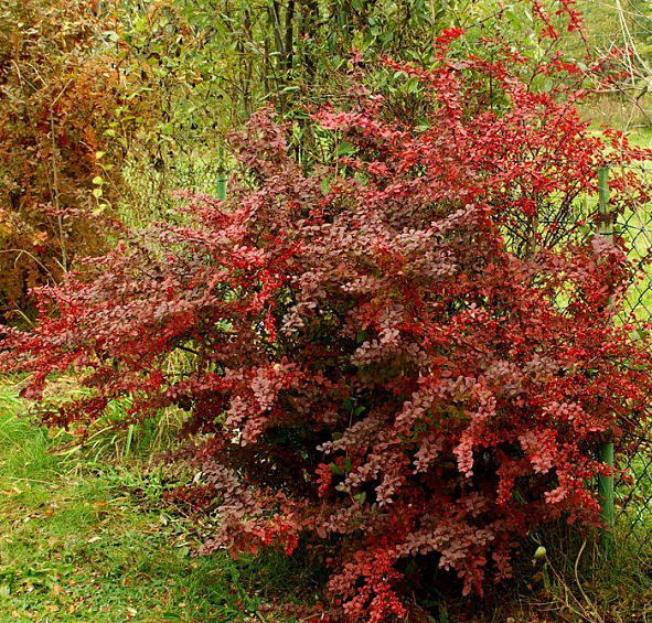Барбарис Тунберга 'Голден Ринг'