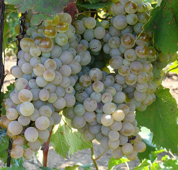 Виноград Первенец Магарача