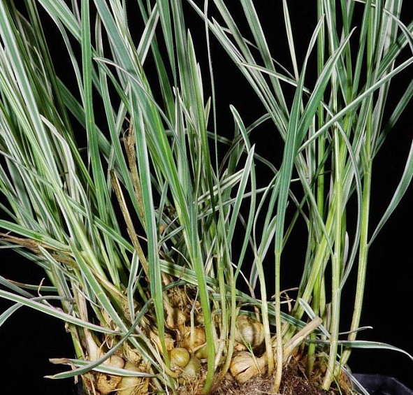 Райграйс бульбоносный