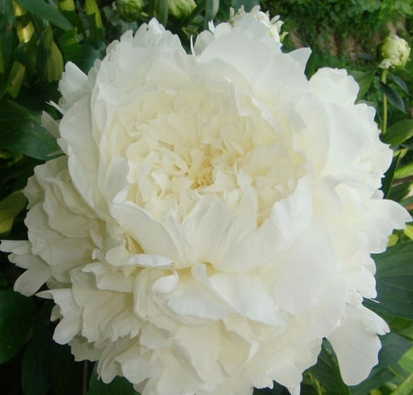 Пион Миссис Ж.В. Эдлунд (Mrs. J.V. Edlund)