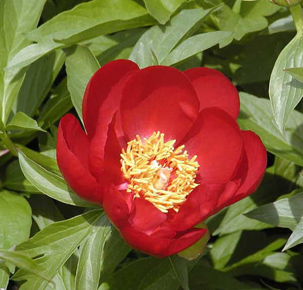 Пион молочноцветковый 'Иллини Вариор' (красный анемоноцветны)