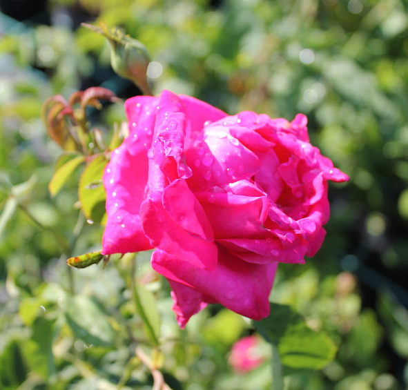 Роза 'Каприз де Мейланд' (чайно-гибридная) (розовая)