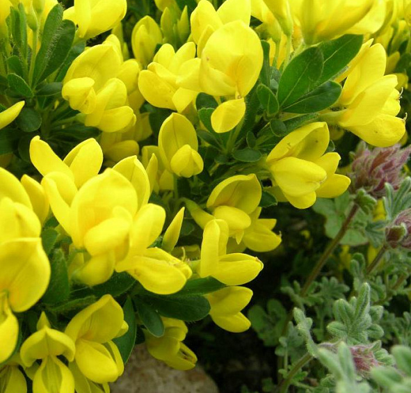 Ракитник стелющийся