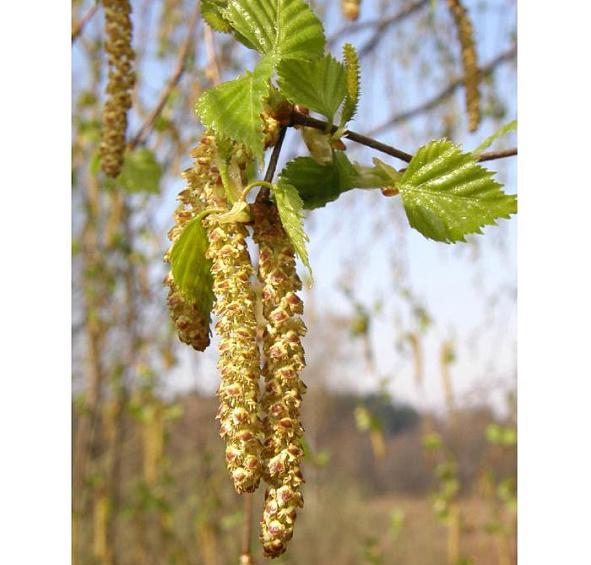 Береза повислая