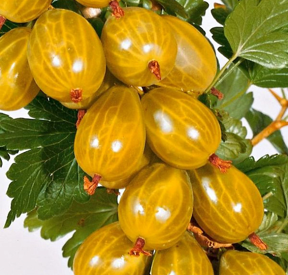 Крыжовник 'Русский желтый'