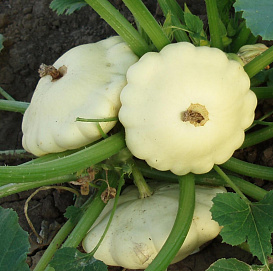 Патисcон 'Пятачок'