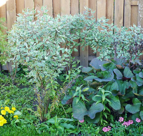 Дерен белый 'Элегантиссима'