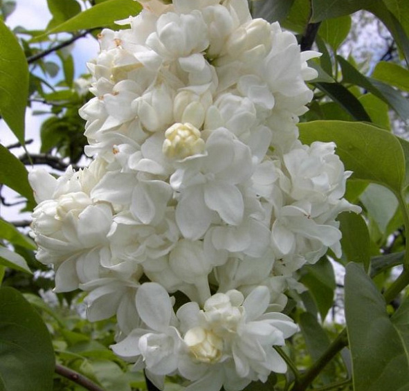 Сирень обыкновенная Моник Лемуан (Monique Lemoine)