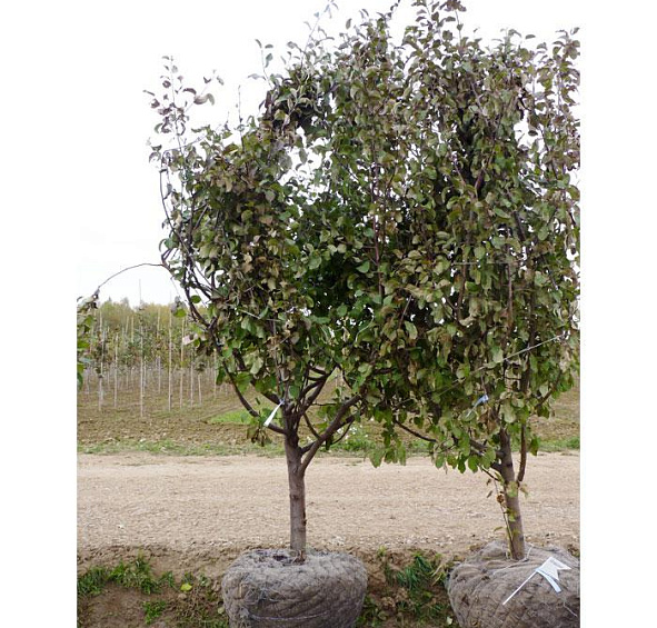 Яблоня домашняя 'Северный Синап'