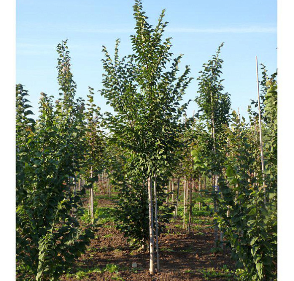 Вяз Давида (восточный, японский) 'Додоенс'