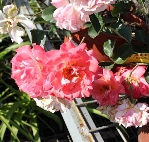 Роза 'Кубана' (шраб, флорибунда) (персиково - розовая)