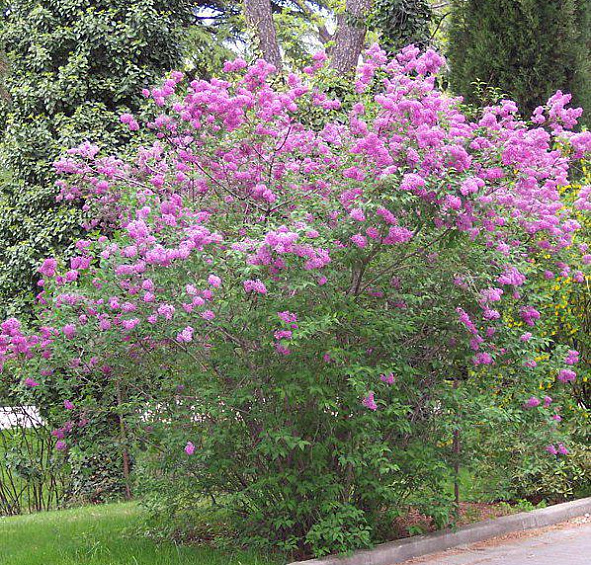 Сирень китайская 'Саугеана' (фиолетовая)