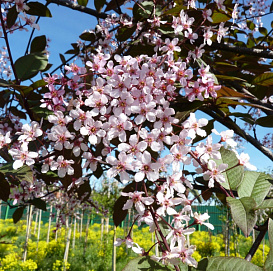 Черемуха обыкновенная 'Колората'