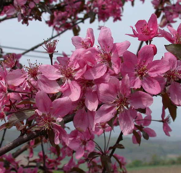 Яблоня декоративная Кокцинелла (Куртароу)