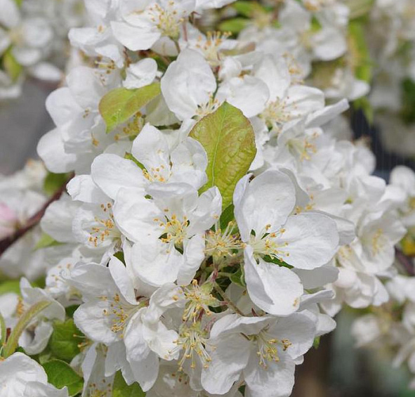 Яблоня декоративная 'Голден Хорнет'