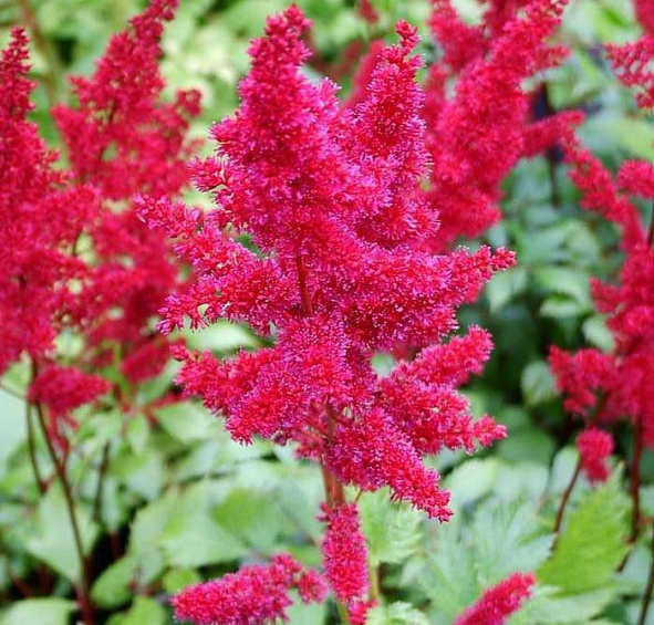 Астильба арендса Этна