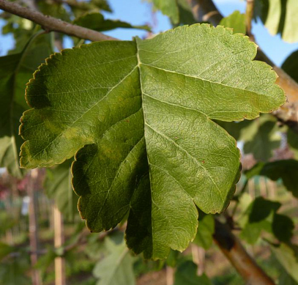 Боярышник однопестичный