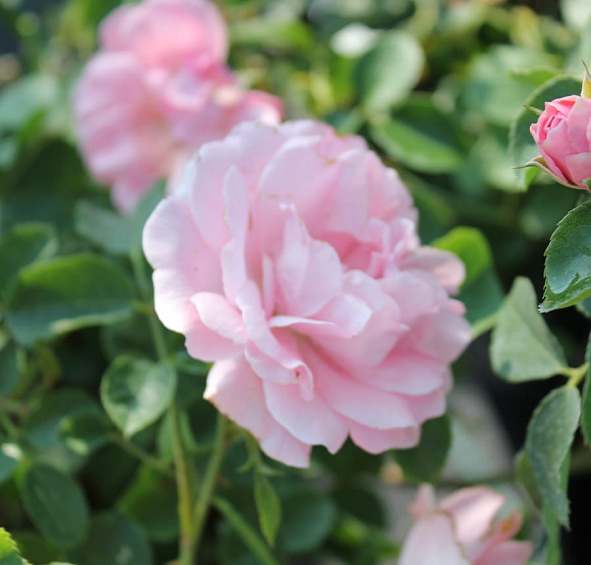 Роза 'Зоммервинд' (почвопокровная) (розовая)