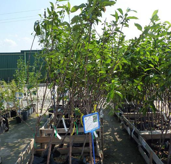 Вишня обыкновенная 'Харитоновская'