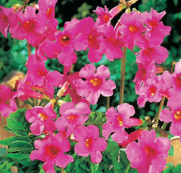 Инкарвиллея делаваи