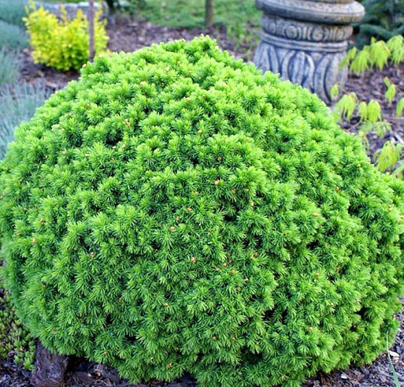 Ель канадская 'Альберта Глоб'
