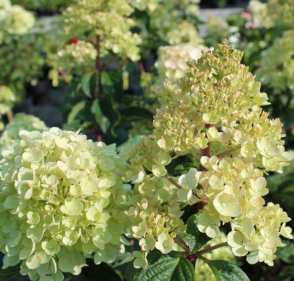 Гортензия метельчатая 'Ванилла Фрейз'