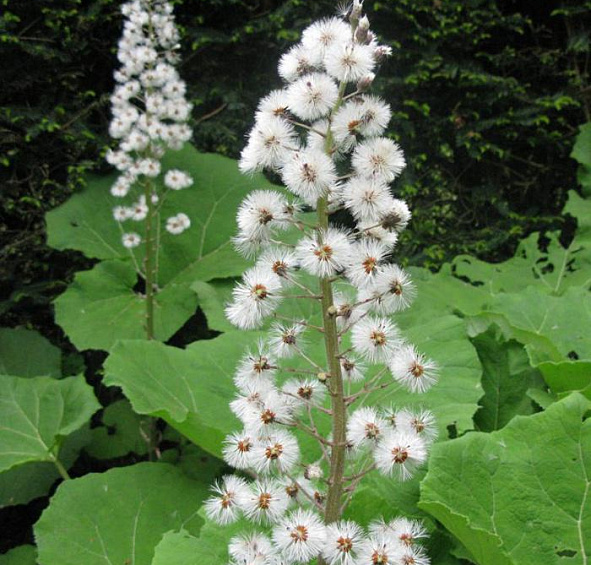 Белокопытник гибридный