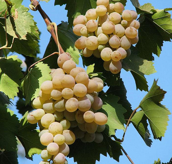 Виноград 'Бианка'