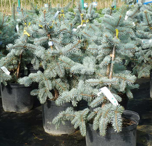 Ель колючая 'Костер'