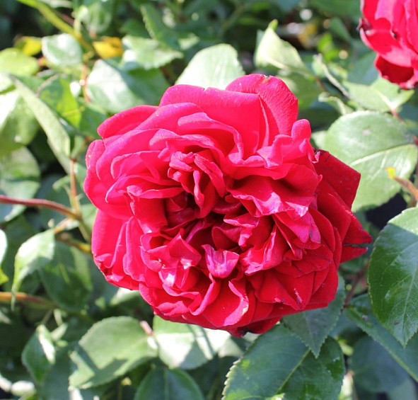 Роза 'Югендлибе' (флорибунда) (красная)