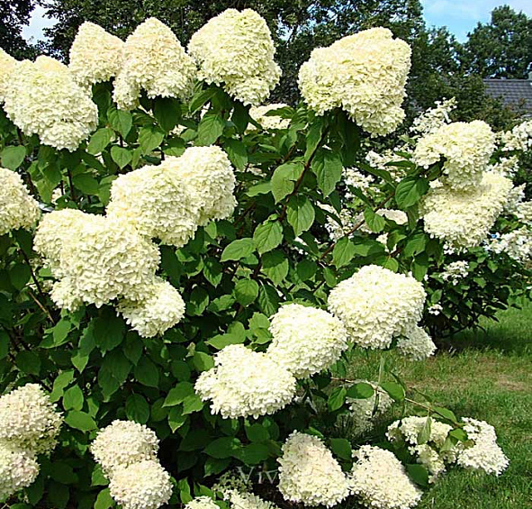 Гортензия метельчатая 'Лаймлайт'
