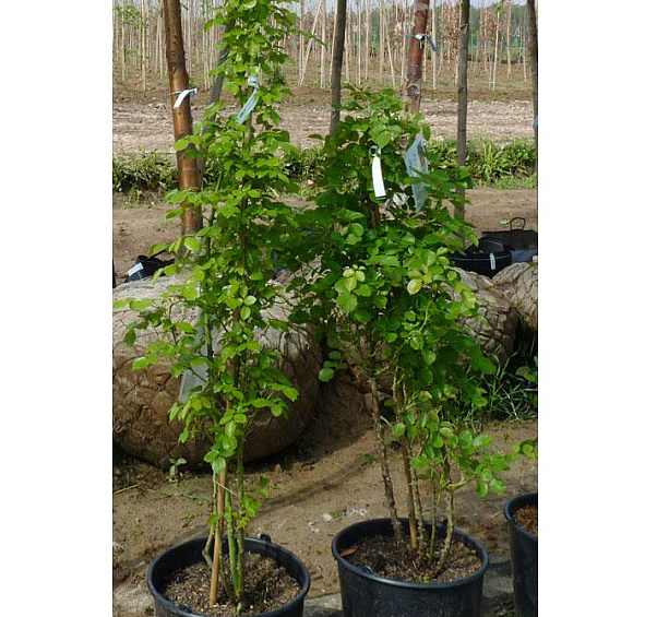 Роза 'Пьер де Ронсар' (плетистая) (розово - белая)