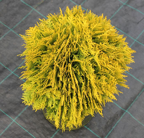 Туя западная 'Мириам'