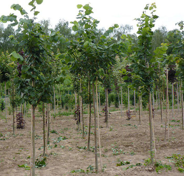 Бамбуковая опора 420 см