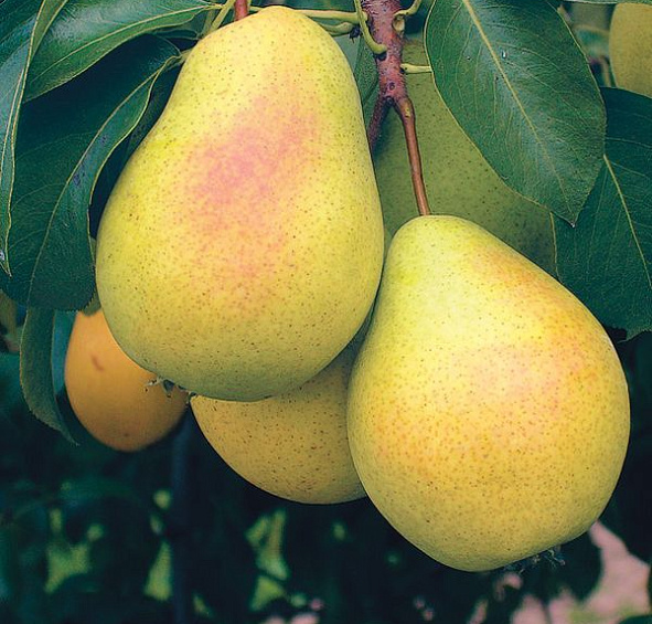 Груша 'Чижовская'