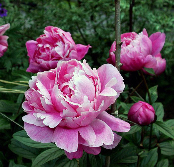 Пион молочноцветковый 'Александр Флеминг' (розовый)